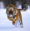 Siberian Tiger-072031 RAW.jpg