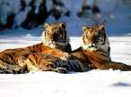 siberian_tigers_resting.jpg