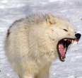 Arkticki Vuk (Canis Lupus Arctos).jpg