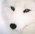Arctic fox in winter.jpg