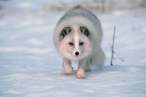 snow fox_thb.jpg