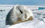Collared Lemming—Winter.jpg