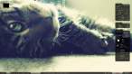 kitty.jpeg