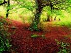 gorgeous_iranian_nature_photos_640_26.jpg