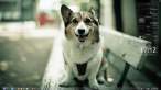dog.jpeg