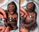 monkey.jpg