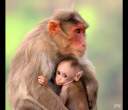 Monkey-mother-comforting-her-curious-baby.jpg