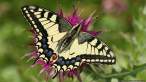 Papilio_machaon_C_0709C.jpg