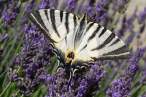 Iphiclides_podalirius01sm.jpg