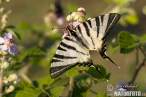 iphiclides-podalirius-61691.jpg
