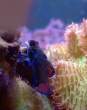 Synchiropus_splendidus.jpg