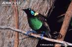 Male-Wilsons-bird-of-paradise-perched-on-branch.jpg
