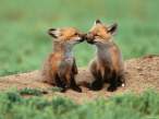 fox.jpg