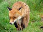 fox-wallpapers-3.jpg
