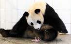 potd-panda-baby_2959032k.jpg