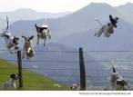 Dogs-leaping-over-the-fence-resizecrop--.jpg