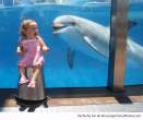 The-Dolphin-just-want-to-say-hi-resizecrop--.jpg