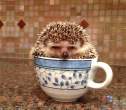 ten-ridiculously-adorable-animals-in-cups-2.jpg