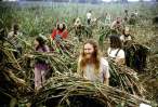 hippie-commune-harvest.jpg